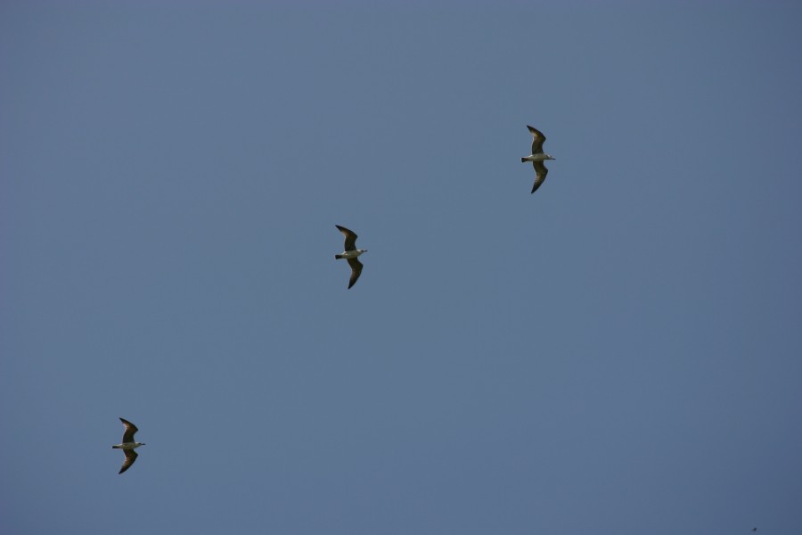 чайки летят   | seagulls fly 
